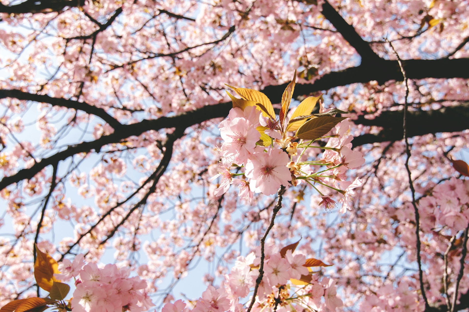 お花見写真
